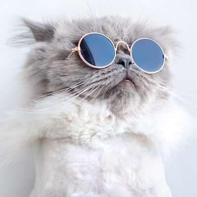 2020 Predictions Marketing Refresh Digital Marketing Houston Texas