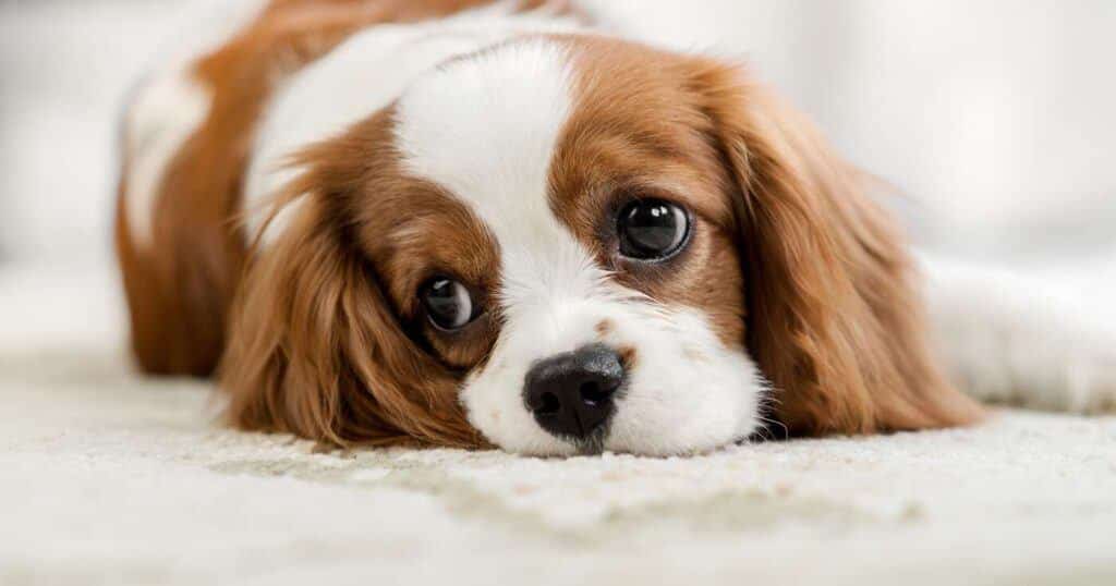 Cute Dog Laying Down